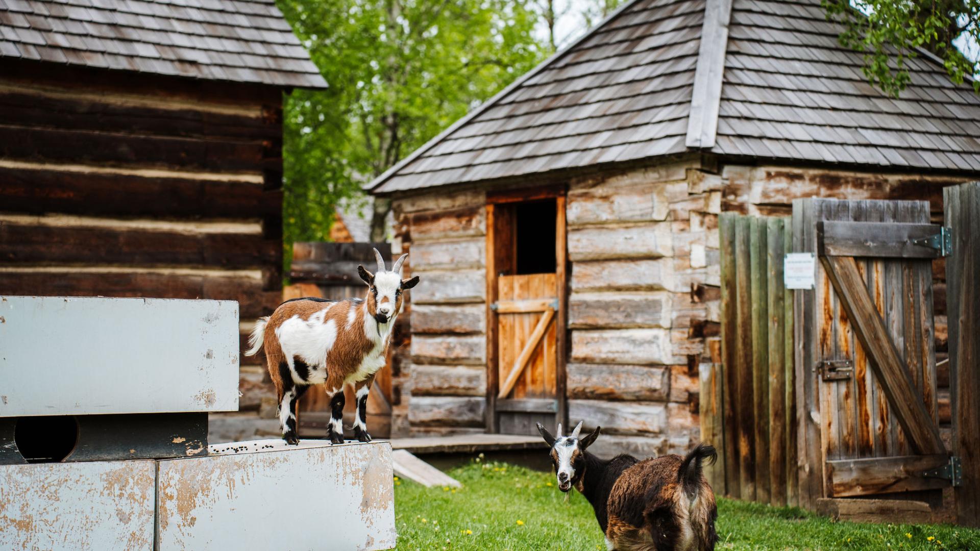 Goats at the Fort St. James National Historic Site