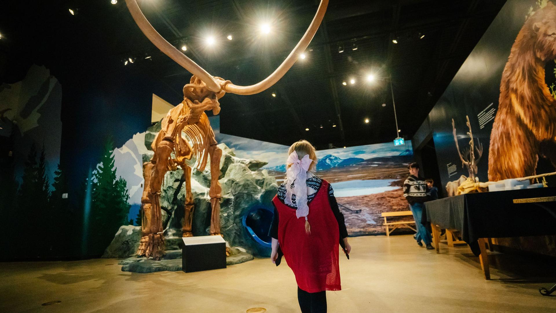 A child in a red shirt looking at a wooly mammoth fossil in a museum display.
