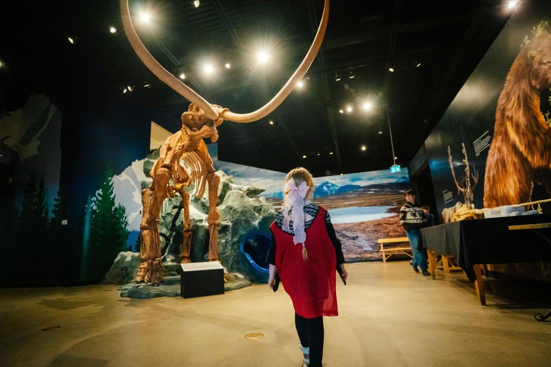 A child in a red shirt looking at a wooly mammoth fossil in a museum display.
