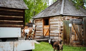 Goats at the Fort St. James National Historic Site