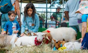 Kids and sheep in a petting zoo at Huble Homestead
