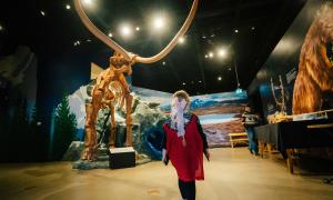 A child in a red shirt looking at a wooly mammoth fossil in a museum display.