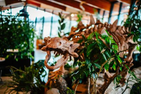 A replica dinosaur skeleton fossil at the Exploration Place